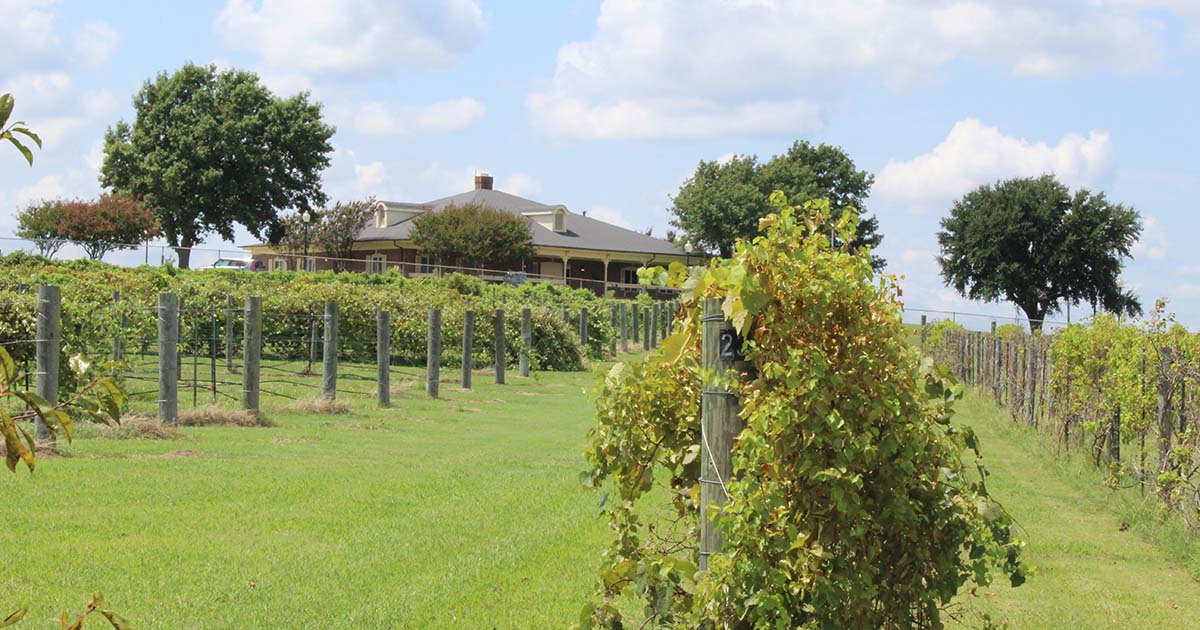 Vineyard with rows of Grape bushes with viticulture building in background